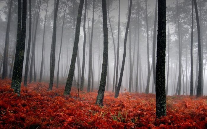 Туман в лесу (31 фото)