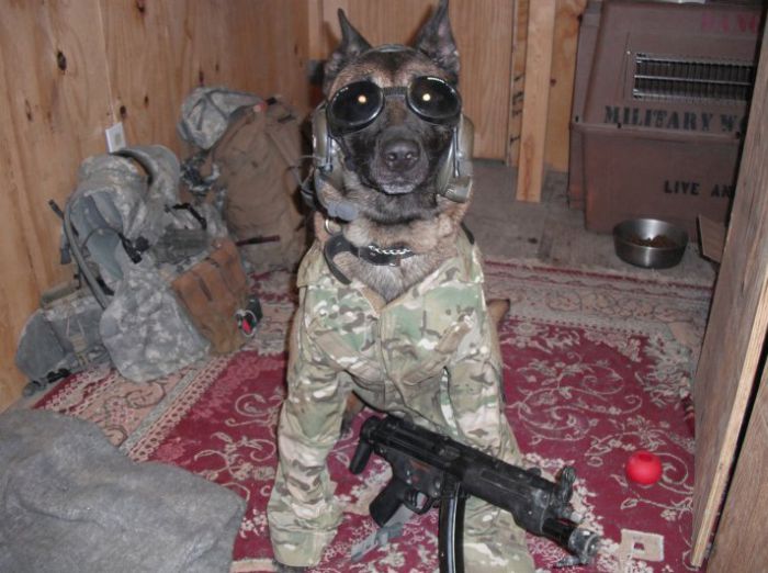 Собаки на службе в армии (69 фото)