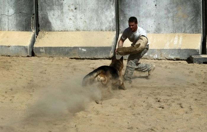 Собаки на службе в армии (69 фото)