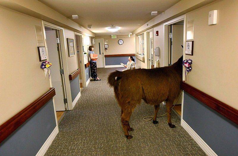 Писко, 13-летняя лама, входит в палату, где лежат неизлечимо больные пациенты в хосписе города Лейквуде, штат Колорадо. Лама навещает пациентов раз в месяц в рамках программы по терапии с использованием животных.