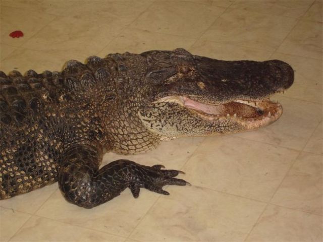 Крокодил пробрался в дом (3 фото)