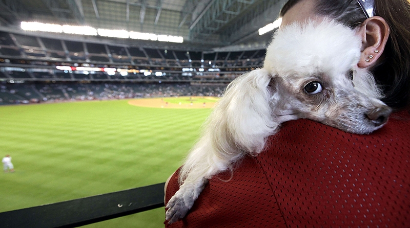 Кармен Харрис держит свою собаку по кличке Зуи перед началом бейсбольного матча между командами «Houston Astros» и «Philadelphia Phillies» в Хьюстоне. Собаки были приглашены для участия в параде домашних животных и конкурсе костюмов в честь первого ежегодного Собачьего дня на стадионе.