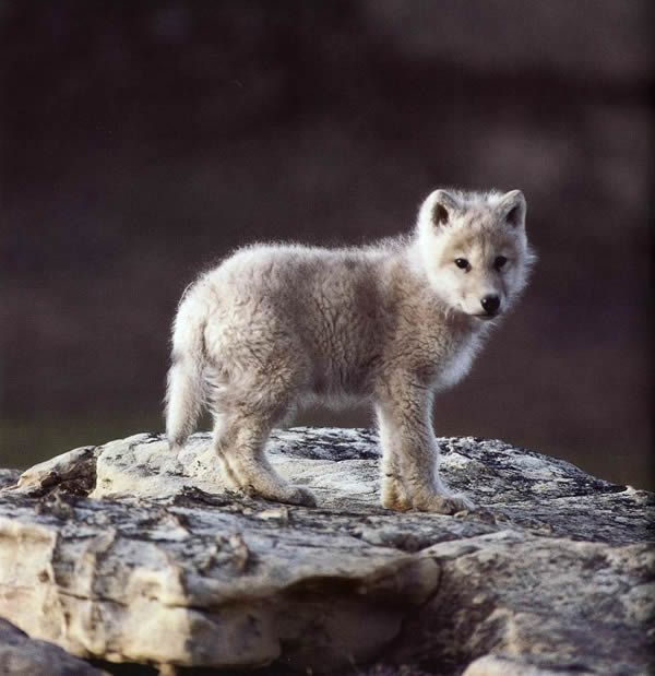 Полярный волк (31 фото)