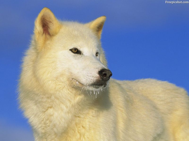 Полярный волк (31 фото)