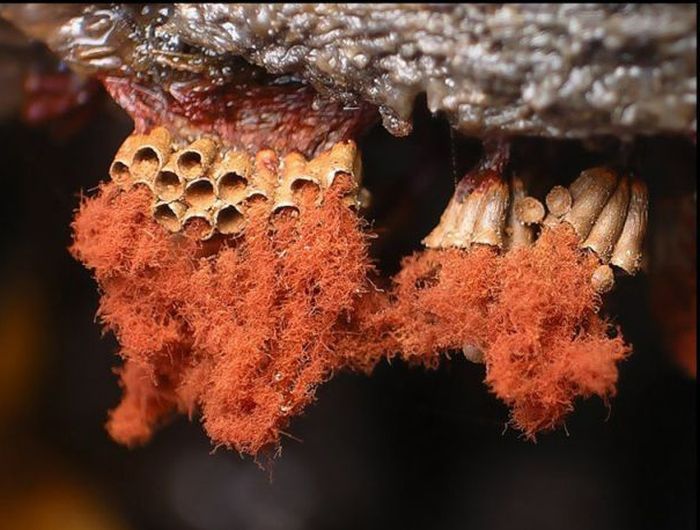 Красивые фотографии грибов плесени (63 фото)