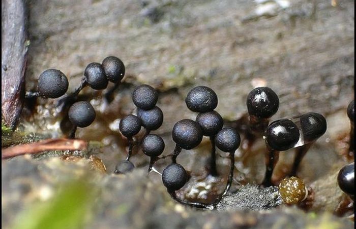 Красивые фотографии грибов плесени (63 фото)