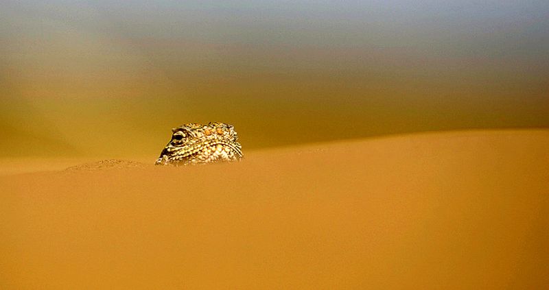 Ящерица в пустыне во время гонки «Шелковый путь» около Астрахани, 15 сентября. (MIKHAIL MORDASOV/AFP/Getty Images)
