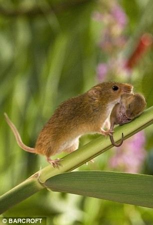 Тайная жизнь мышей (10 фото)