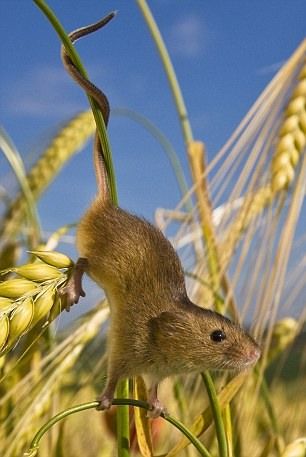 Взрослая полевая мышь использует свой хвост, чтобы добыть пшеницу. А молодые мышата играют, исполняют акробатические номера.