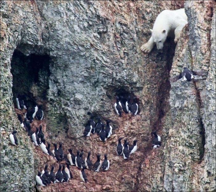 Медведь на вершине скалы (6 фото)
