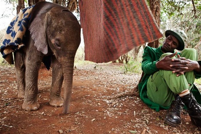В Кении есть детский дом для слонов (18 фото)
