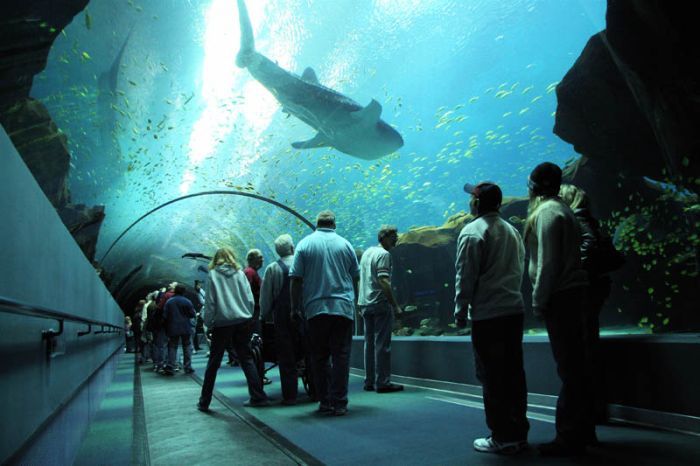 Самый большой аквариум (25 фото)