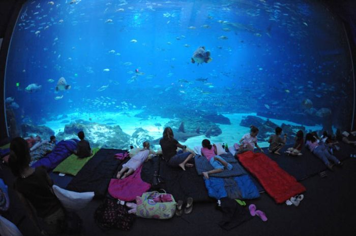 Самый большой аквариум (25 фото)
