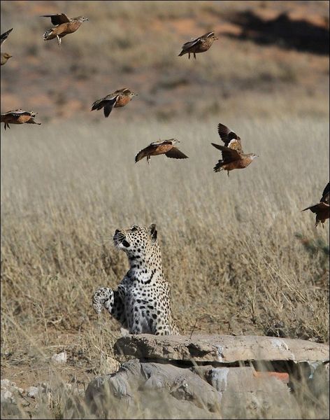 Южноафриканский леопард ловит рябков (6 фото)