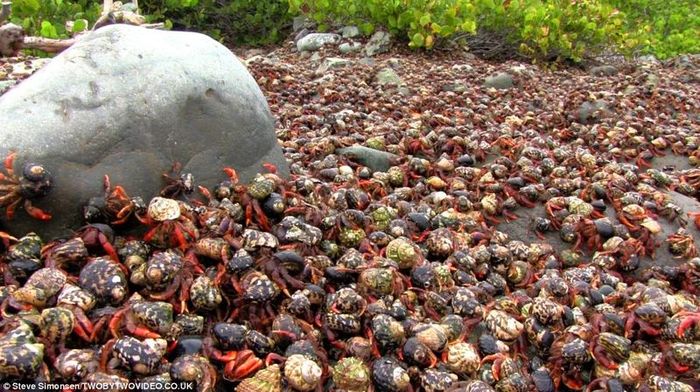 Тысячи крабов - отшельников на острове Сент-Джон (15 фото)