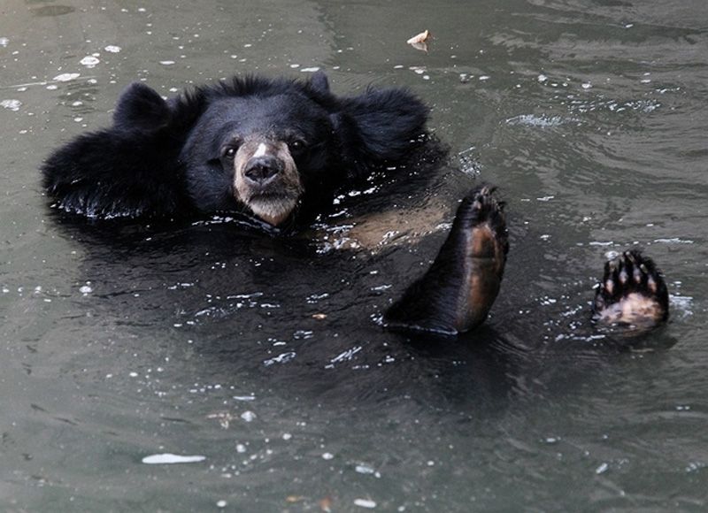 Учимся отдыхать, как медведи (12 фото)