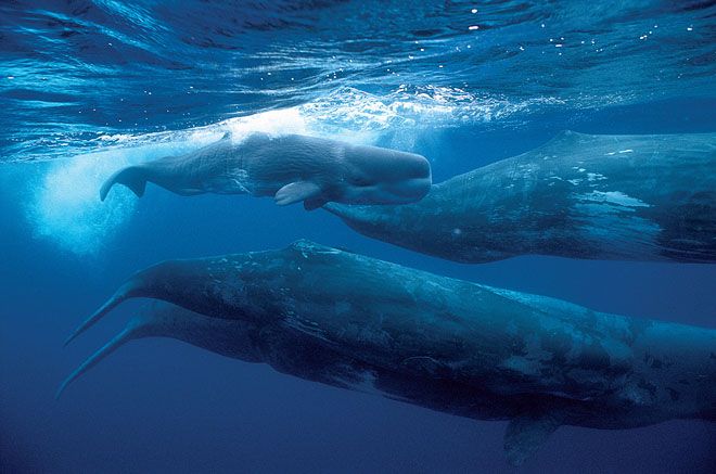 Немного о китах (8 фото + текст)