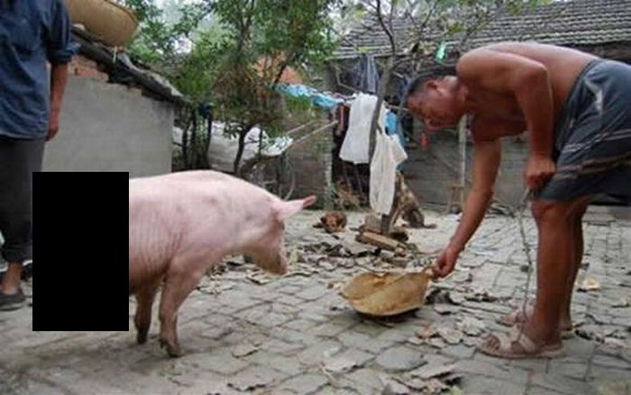 Знаменитая китайская свинья с двумя ногами (3 фото+видео)