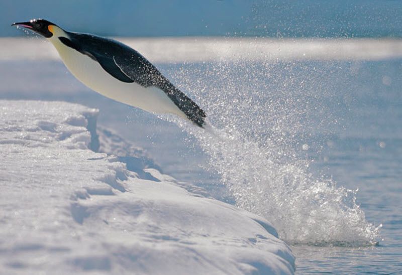 Императорский пингвин выпрыгивает из воды у острова Сноу Хилл. 55-летний норвежский фотограф Пэл Хермансен из Осло, посещавший Сноу Хилл два года назад, пока последний турист, побывавший в этом крае. (PAL HERMANSEN / STEVEBLOOM.COM / BARCROFT MEDIA)