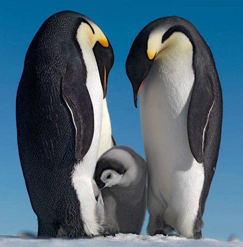 «Гиды пристально следят за тем, чтобы пингвинов не тревожили, но жалоб на этот вид туризма пока не было». Путешественники обычно фотографируют птиц издалека. Для пассажиров ледокола работают фотокурсы для начинающих. (PAL HERMANSEN / STEVEBLOOM.COM / BARCROFT MEDIA)