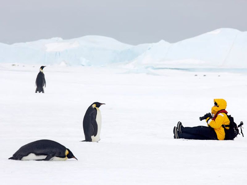Последняя поездка на встречу с пингвинами состоится 24 ноября и будет длиться 15 дней. Именно по этой причине билеты уже все выкуплены. (PAL HERMANSEN / STEVEBLOOM.COM / BARCROFT MEDIA)
