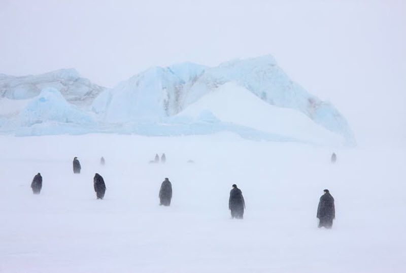 Императорские пингвины и их птенцы в снежной буре. (PAL HERMANSEN / STEVEBLOOM.COM / BARCROFT MEDIA)