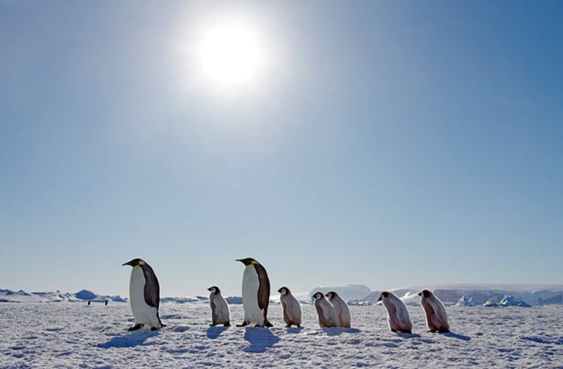 Императорские пингвины и их птенцы. (PAL HERMANSEN / STEVEBLOOM.COM / BARCROFT MEDIA)