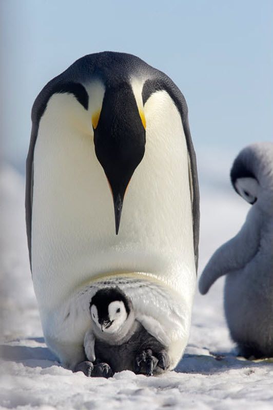 Детеныш императорского пингвина выглядывает из-под ног своего отца на острове Сноу Хилл в море Уэдделла, Антарктика. (PAL HERMANSEN / STEVEBLOOM.COM / BARCROFT MEDIA)