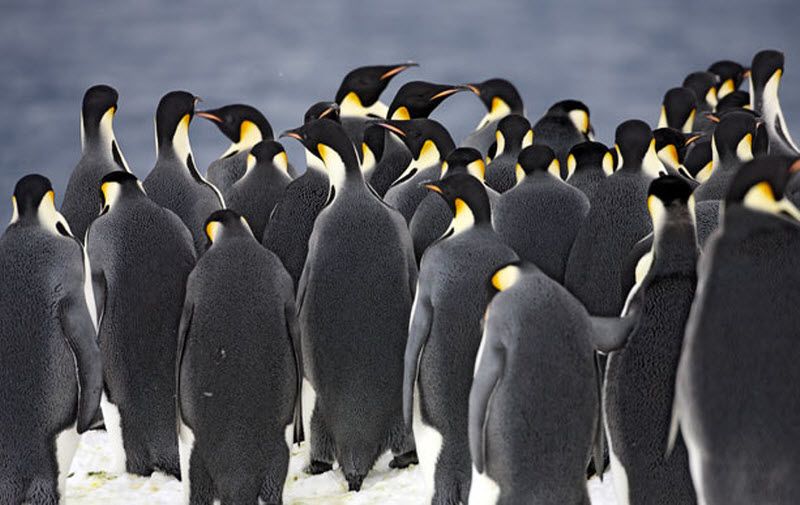 Императорские пингвины собрались на льду перед погружением в море. (PAL HERMANSEN / STEVEBLOOM.COM / BARCROFT MEDIA)