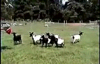 Обморочные козы (6 фото + 4 видео + гифка)