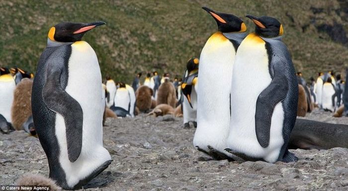 200 тысяч пингвинов (5 фото)