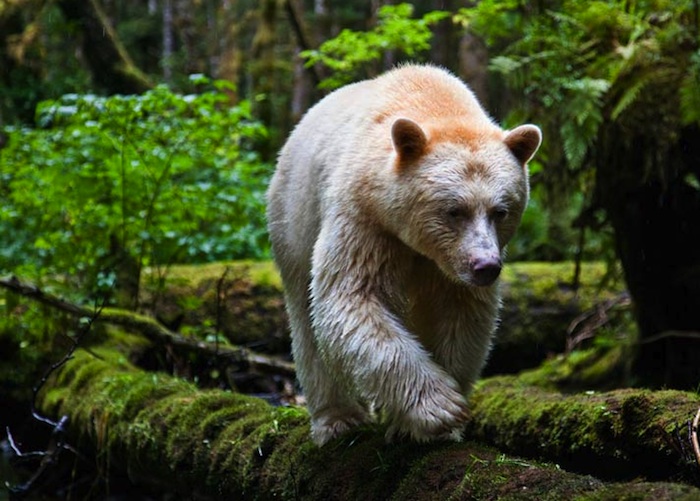  Кермодский медведь (9 фото)