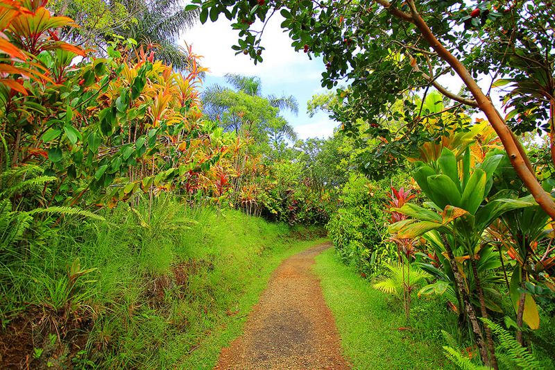 Сады на острове Мауи (32 фото)