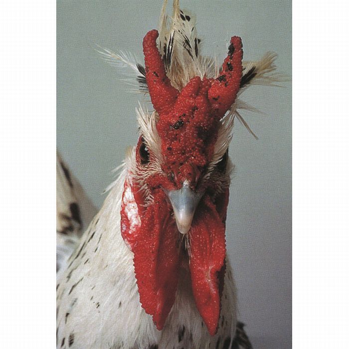 Необычные курицы (17 фото)