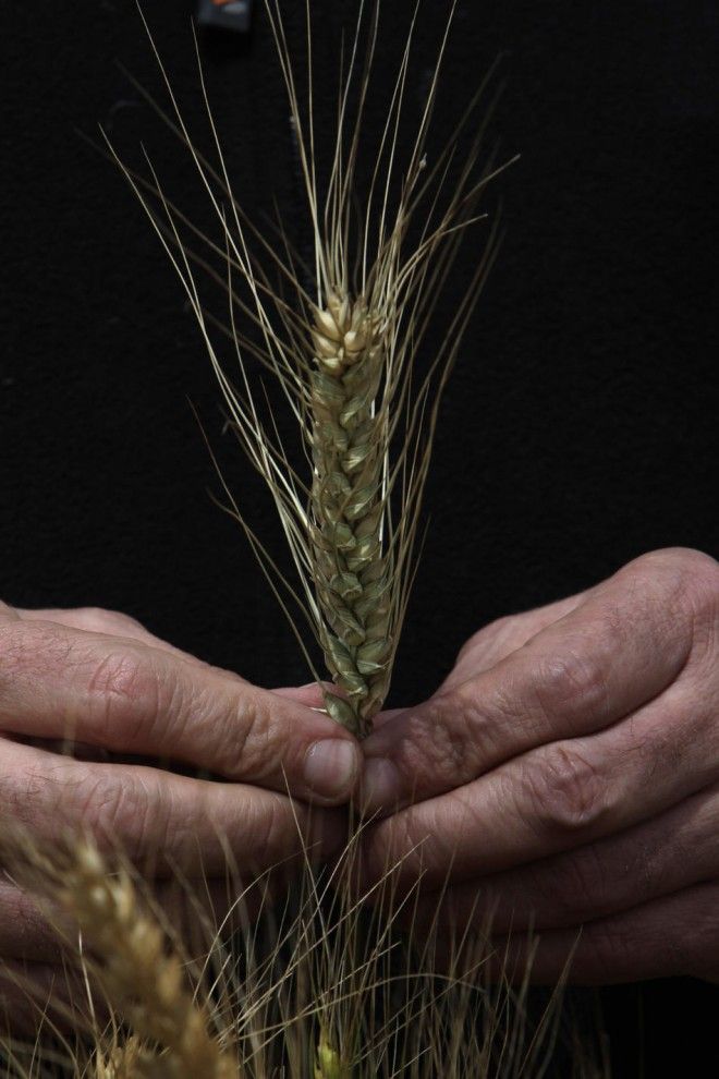 Будущее пшеницы (18 фото)