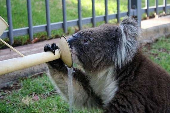 Забавная коала (21 фото)