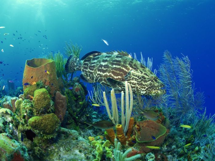 Вся красота подводного мира (100 фото)