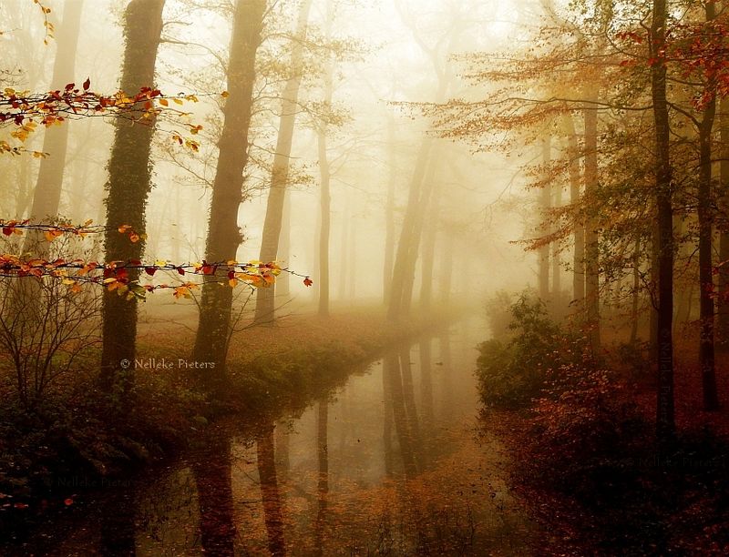 Осенние пейзажи Неллеке Питерс (19 фото)