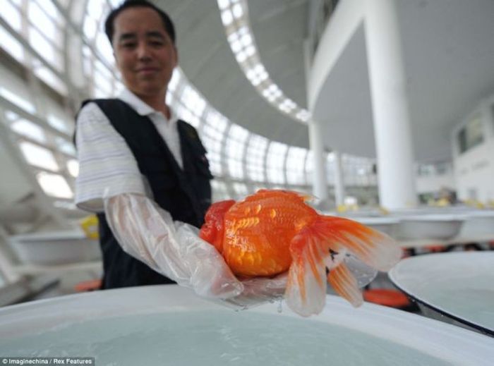 Чемпионат золотых рыбок в Китае (7 фото)