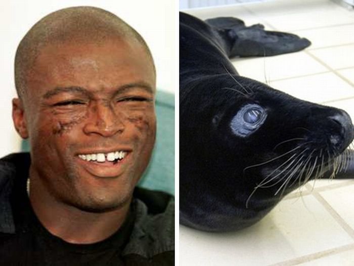 Seal - морской котик