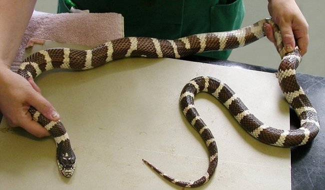 Голодающая змея (2 фото)