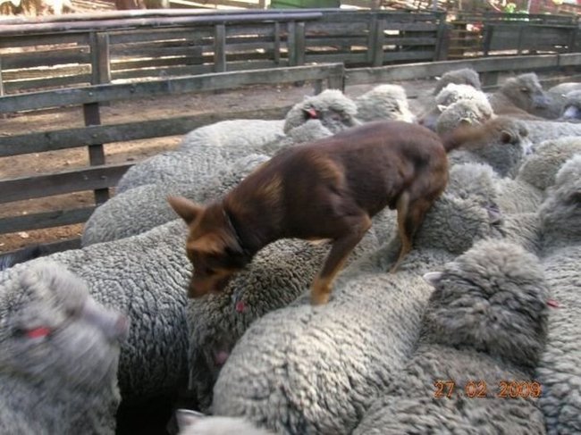 Хождение по овцам (4 фото)