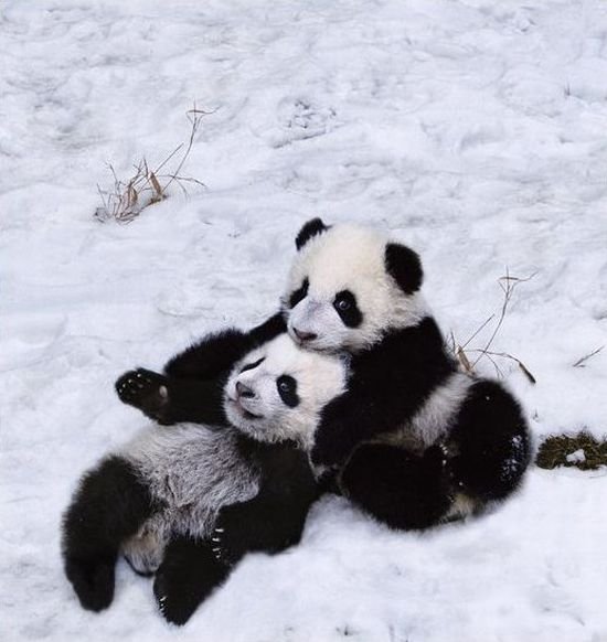 Семейство панды радуются первому снегу (9 фото)