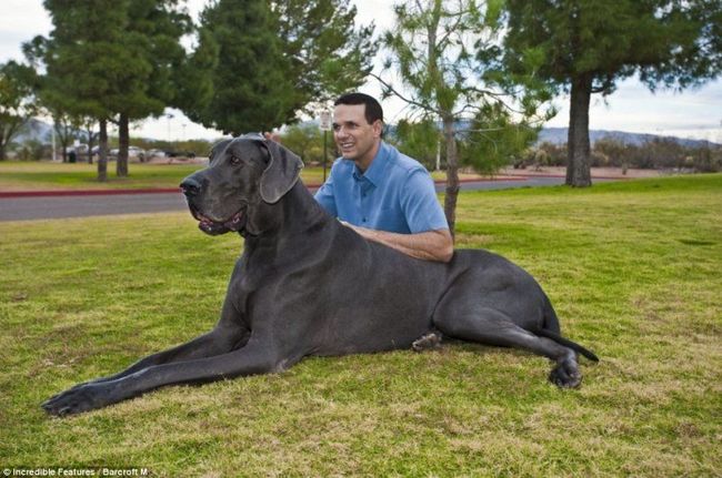 Очень большая собака (4 фото)