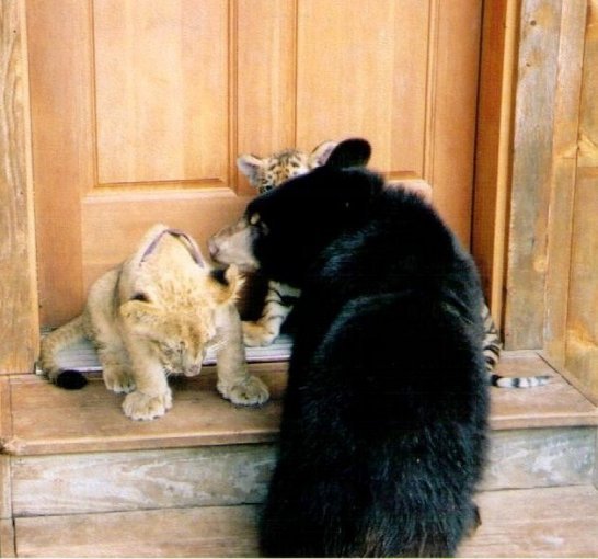 Лев, тигр и медведь живут вместе (25 фото)