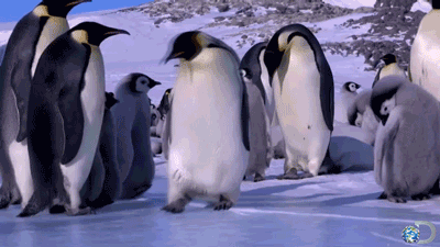 http://fishki.net/upload/post/201503/05/1452143/gallery/gifs_24.gif