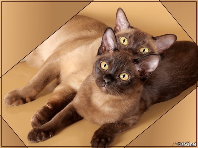 Кошки бурма