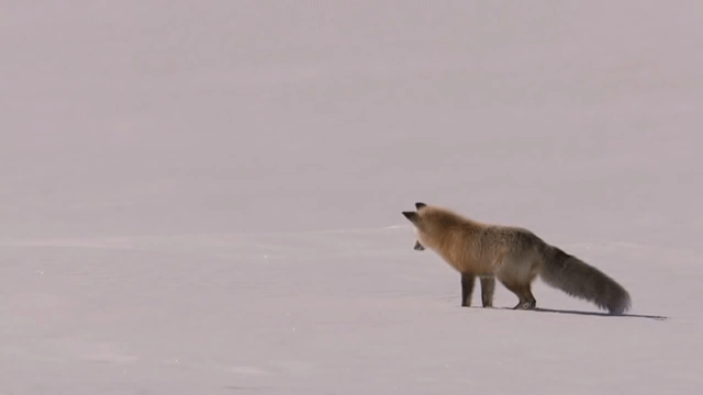 http://fishki.net/upload/users/2015/12/28/798422/ba454627d88c1c2ecd47688e6e76015e.gif