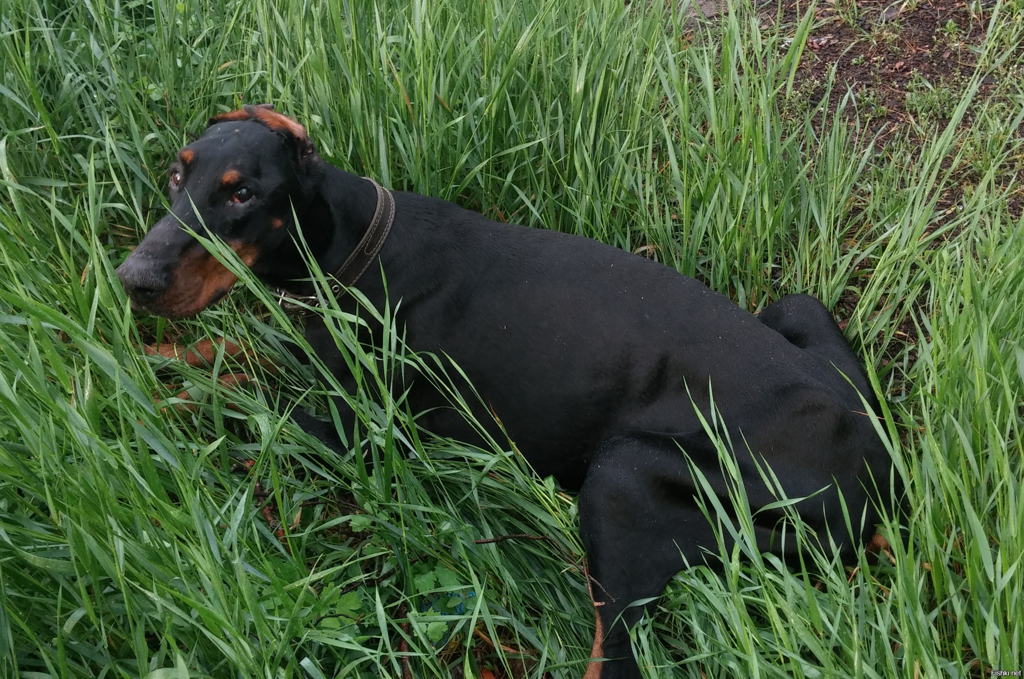 blue dobe Doberman breed, Dobermann pinscher, Blue doberman