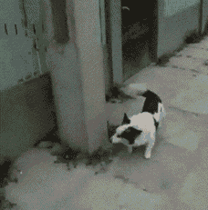 http://fishki.net/upload/users/2016/06/26/36068/d7d1a672b509f3c2ae52f1783a26b604.gif